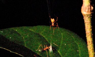 Scientists have dubbed the newfound species "ballista spider" after the ancient spring-loaded weapon.