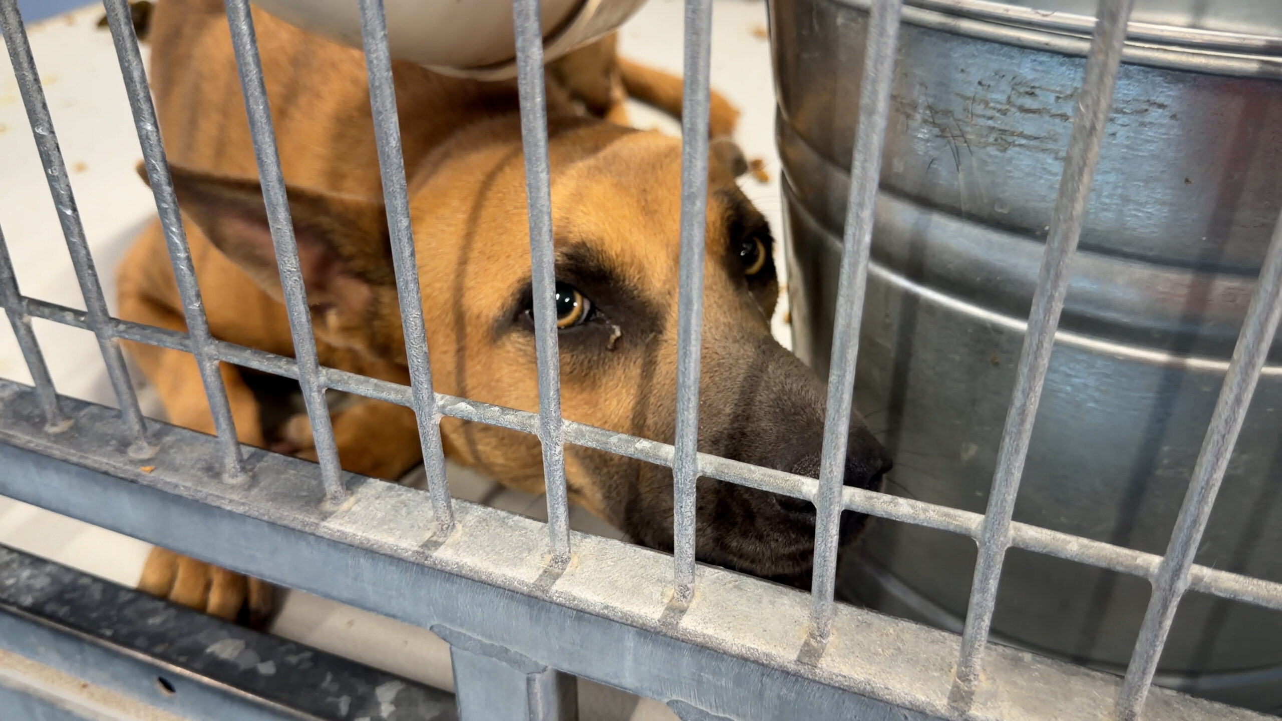 Most pets go missing on 4th of July; how to keep yours from ending up at the shelter