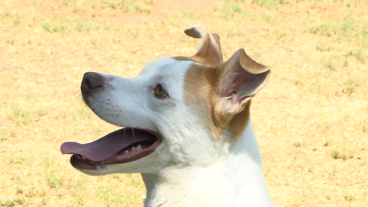 Good Vibes Only: Humane Society of El Paso volunteers help keep tails wagging