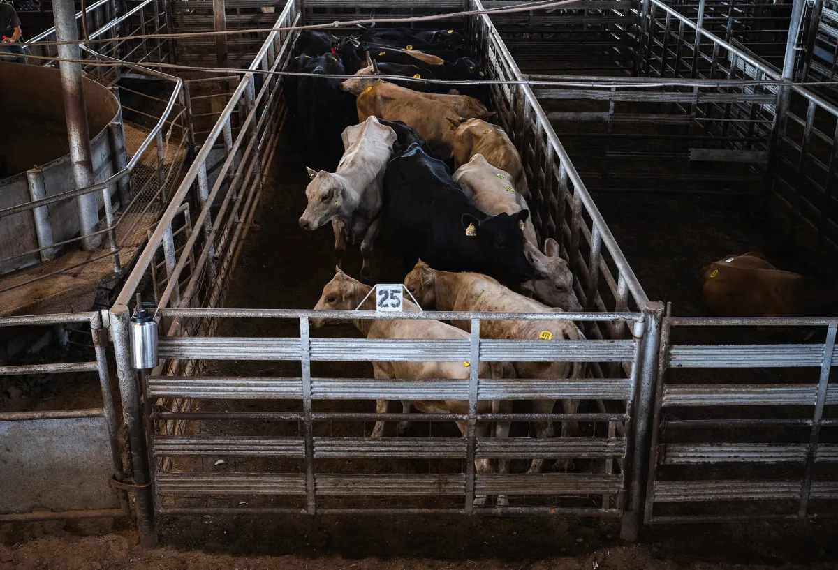 Cattle in the holding pen before being moved through the auction ring at the West Auction barn in West on June 11, 2026