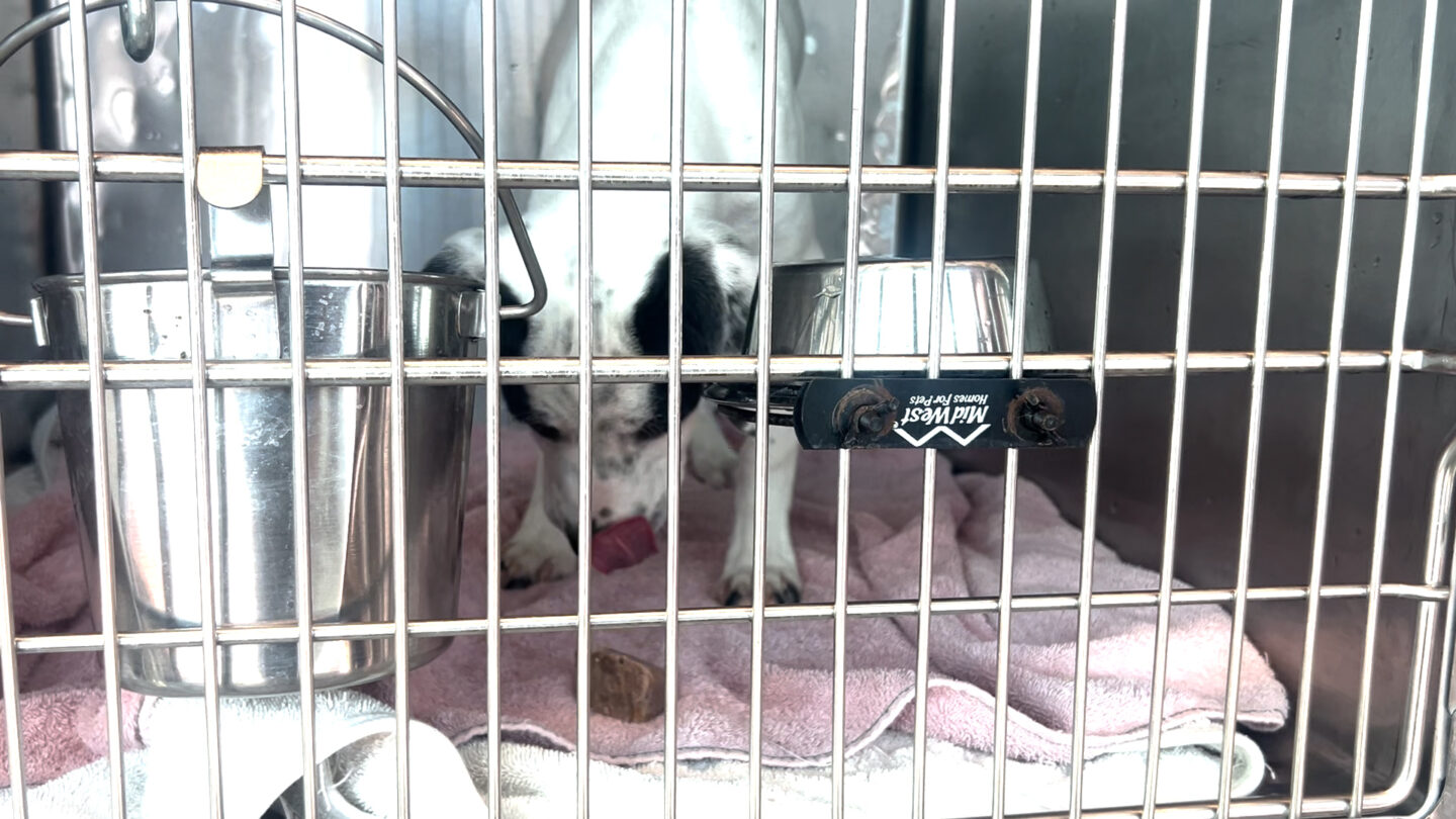 Pup at El Paso Animal Services