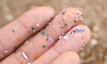 What are the effects of microplastics on bladder health?