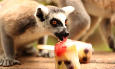 They call it stupid hot for a reason: Heat muddles animal brains