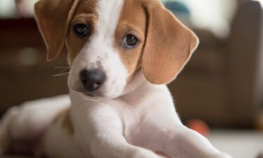 The pros and cons of owning a beagle