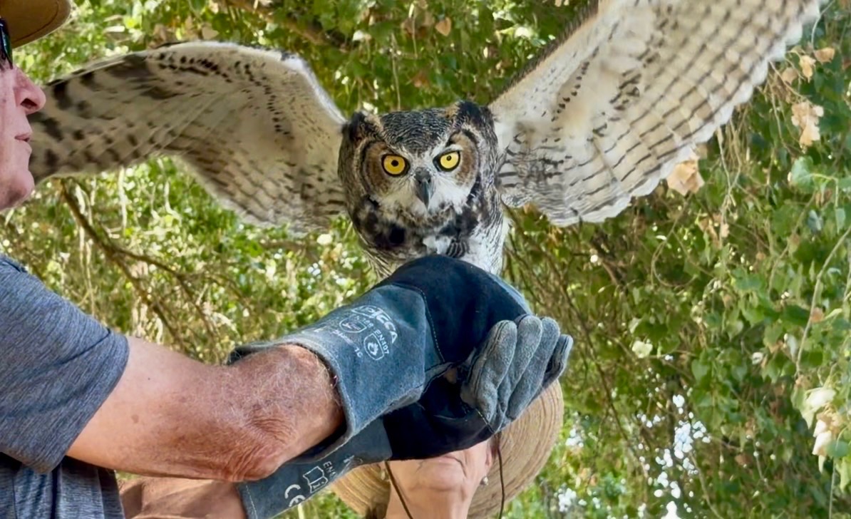 Hootie, a great horned owl, soared to freedom after recovering with Borderland wildlife organizations.