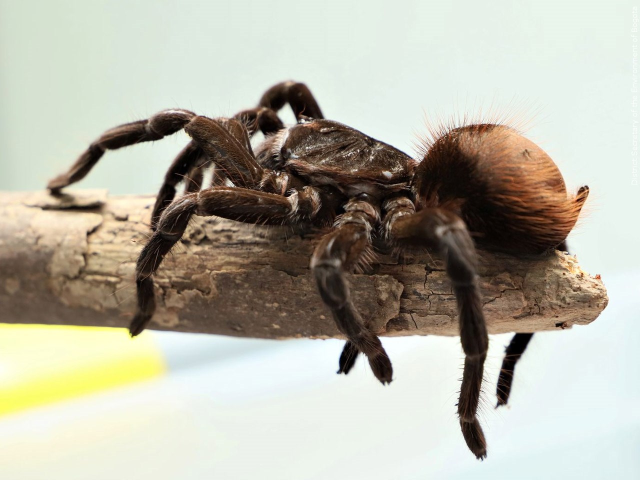 El Paso Zoo Celebrates National Tarantula Appreciation Day