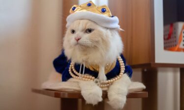 America's love for pets is fueling creative naming