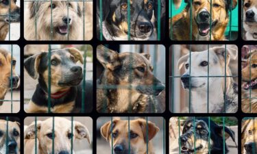 National Dog Day is August 26. Here's how to celebrate the real meaning