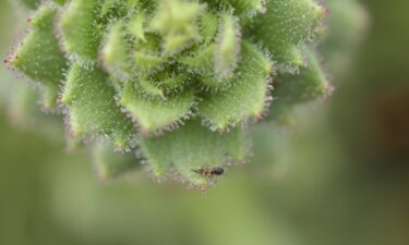 A flowering Saxifraga candelabrum plant captures insects with its sticky glandular hairs.