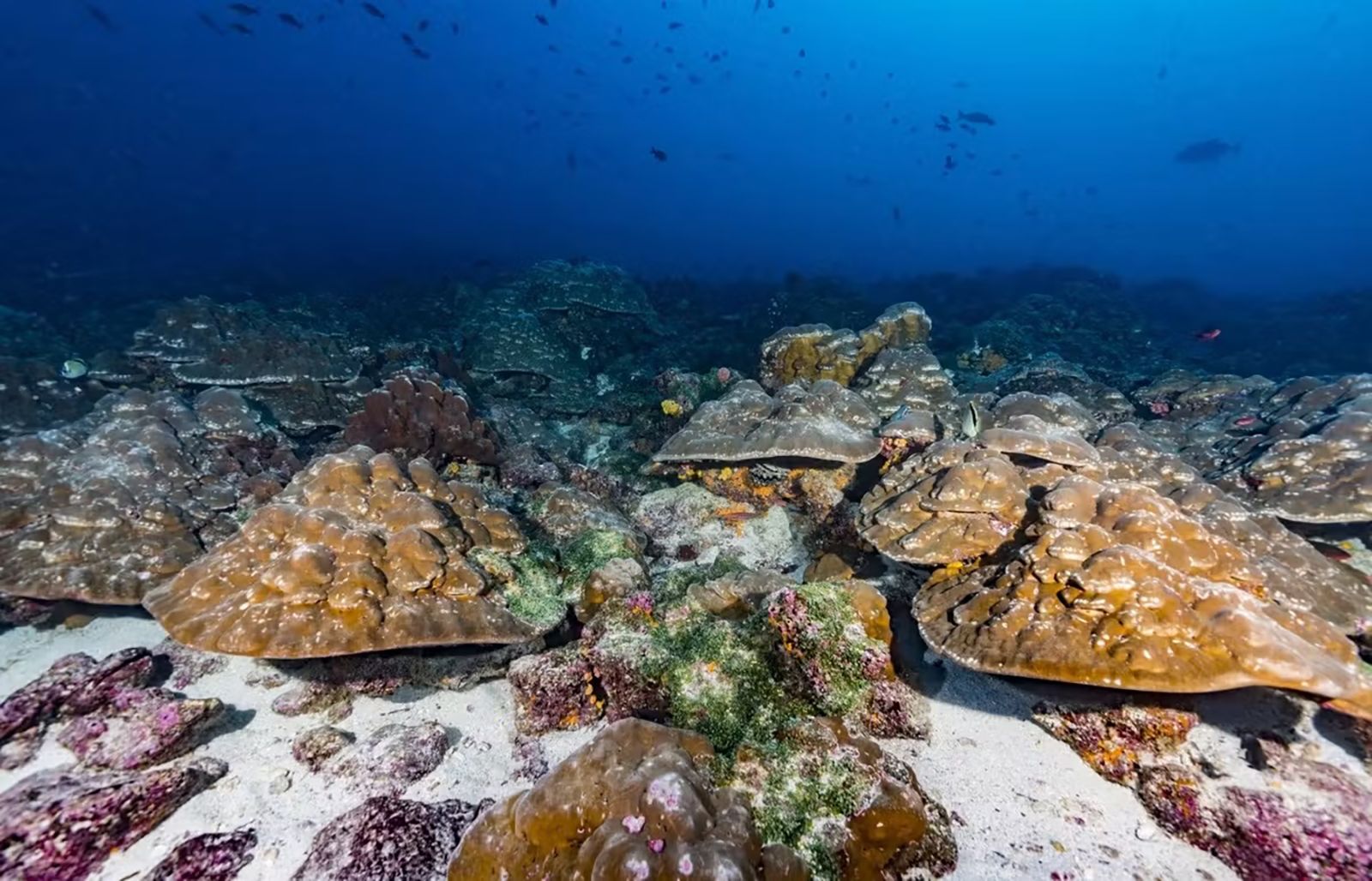 <i>Julia Cole via CNN Newsource</i><br/>University of Arizona researcher Diane Thompson takes a sample from an ancient coral