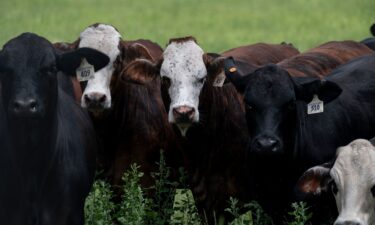 Cattle roam a field in La Pryor