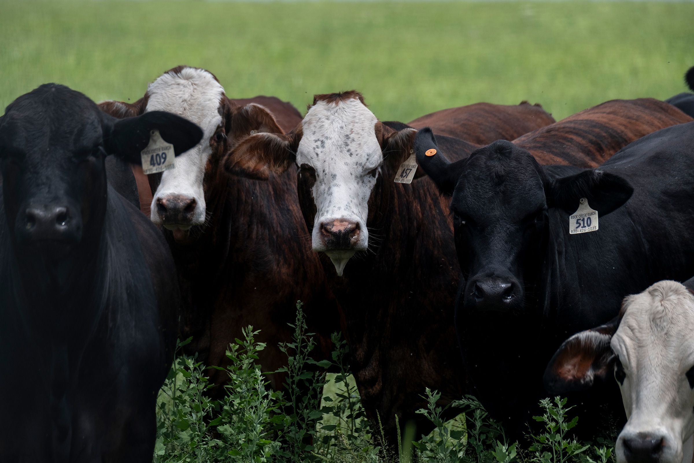 <i>Joel Angel Juarez/Getty Images via CNN Newsource</i><br/>Cattle roam a field in La Pryor
