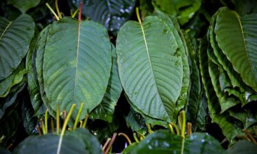 Three semisynthetic derivatives of kratom leaf compounds are now banned in the United States.