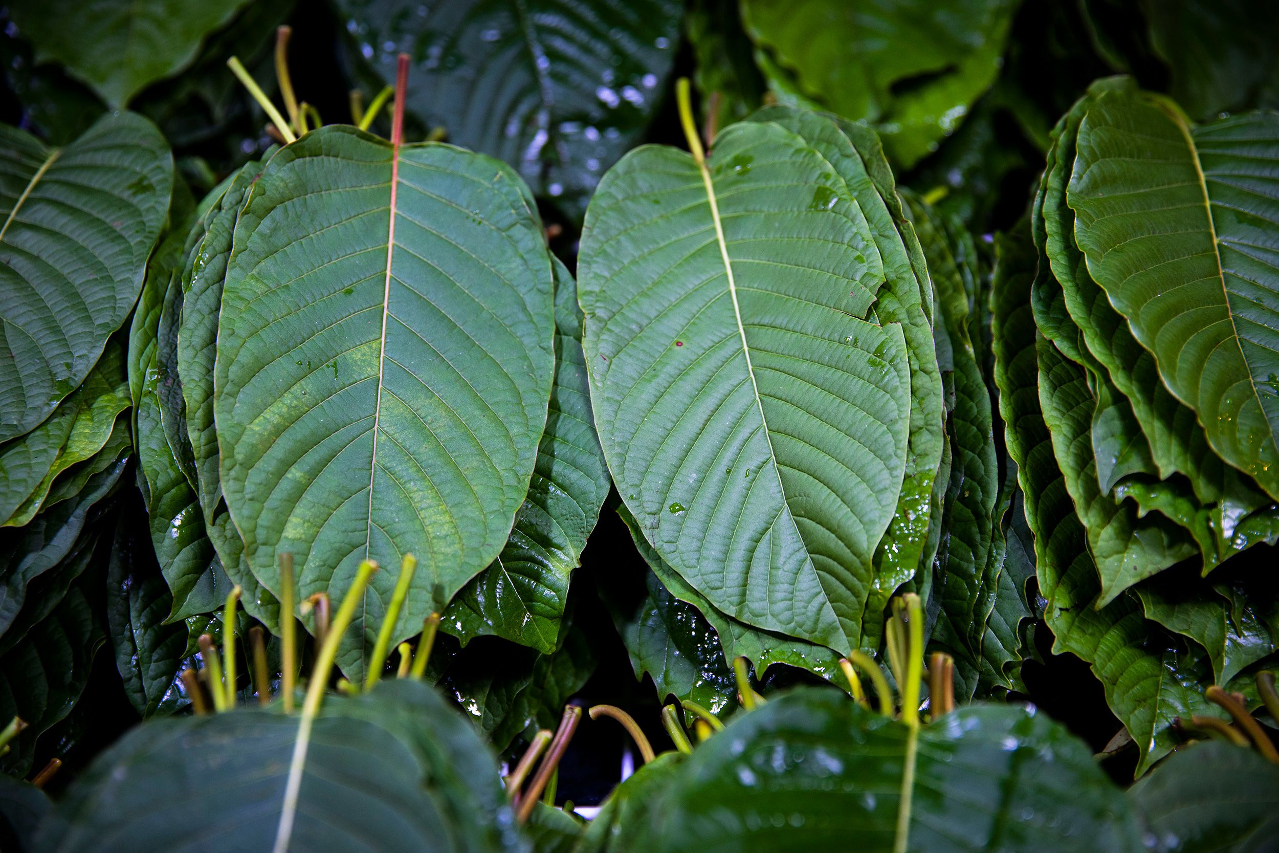 <i>Lauren DeCicca/Getty Images via CNN Newsource</i><br/>Three semisynthetic derivatives of kratom leaf compounds are now banned in the United States.
