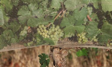 People are willing to pay more for climate-proof wine