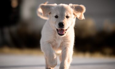 The pros and cons of owning a golden retriever
