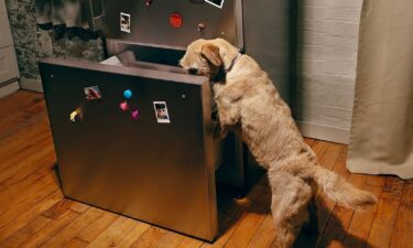 How long does fresh dog food last in the fridge?