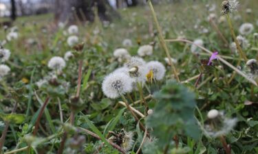 The 8 Texas weeds behind your itchy eyes and patchy lawn this fall