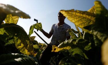 The migrant farmworkers risking their lives for illegal wages