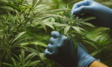 The cannabis industry&rsquo;s trafficked workforce