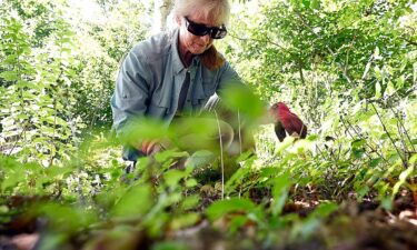 To control weeds in your garden
