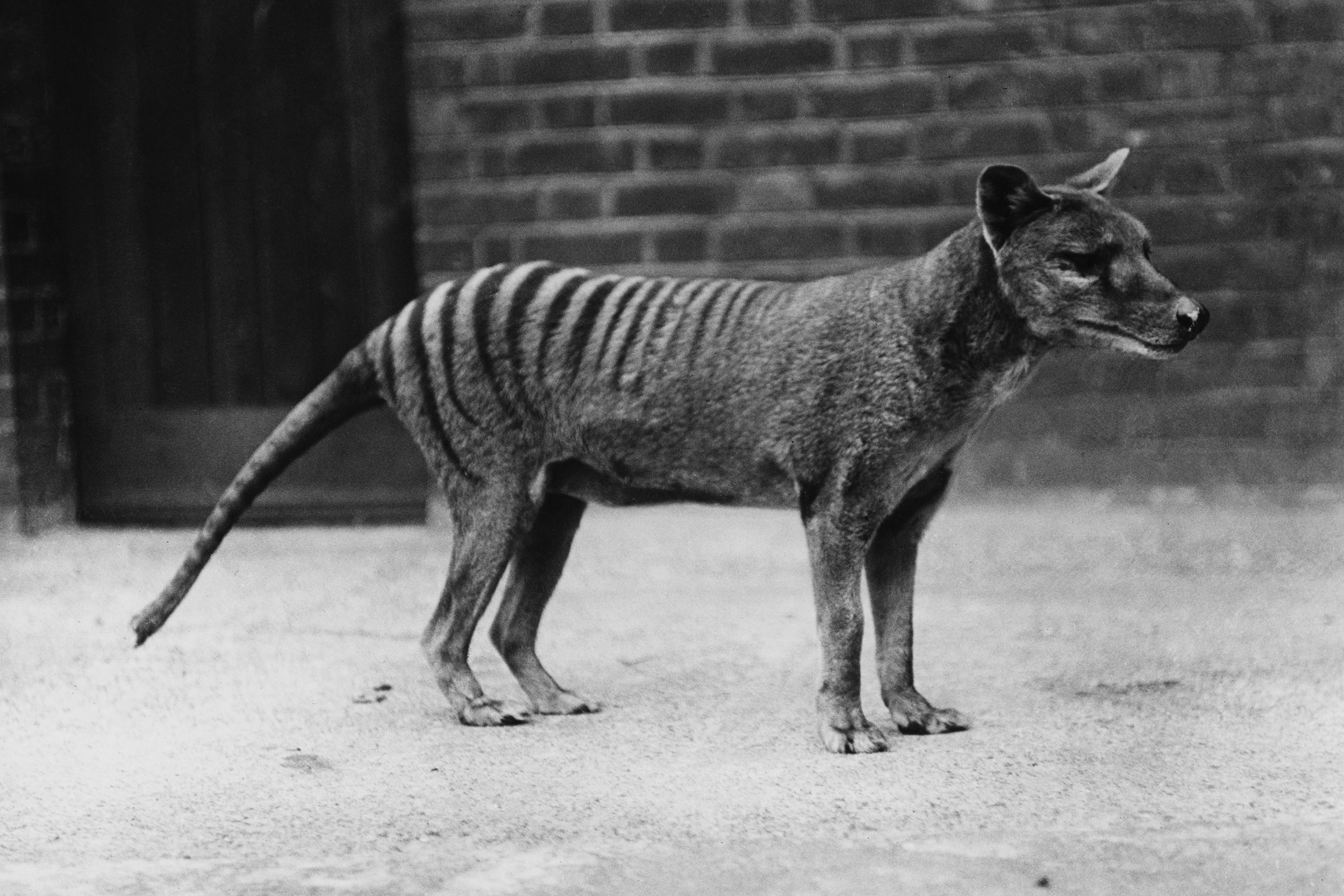<i>Popperfoto/Getty Images via CNN Newsource</i><br/>A Tasmanian tiger is seen in captivity circa 1930.