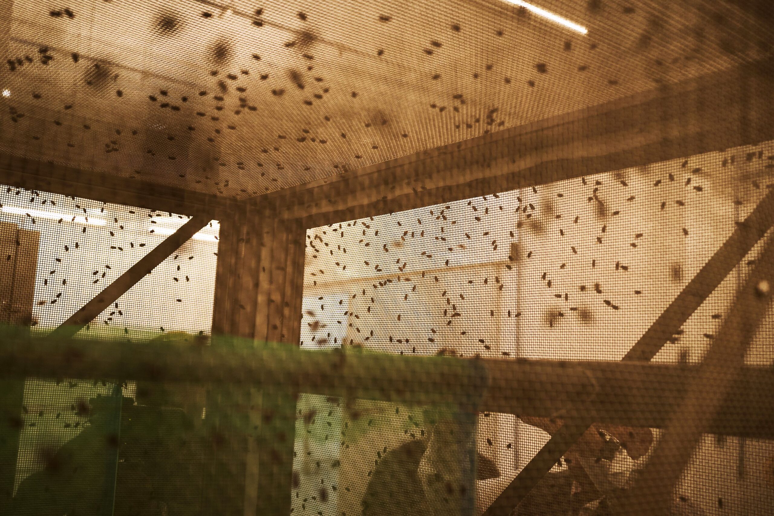 <i>Joel Angel Juarez/Getty Images via CNN Newsource</i><br/>A crate of 80