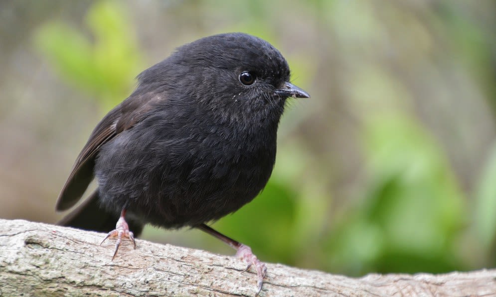 <i>Oscar Thomas/Bird of the Year via CNN Newsource</i><br/>The karure