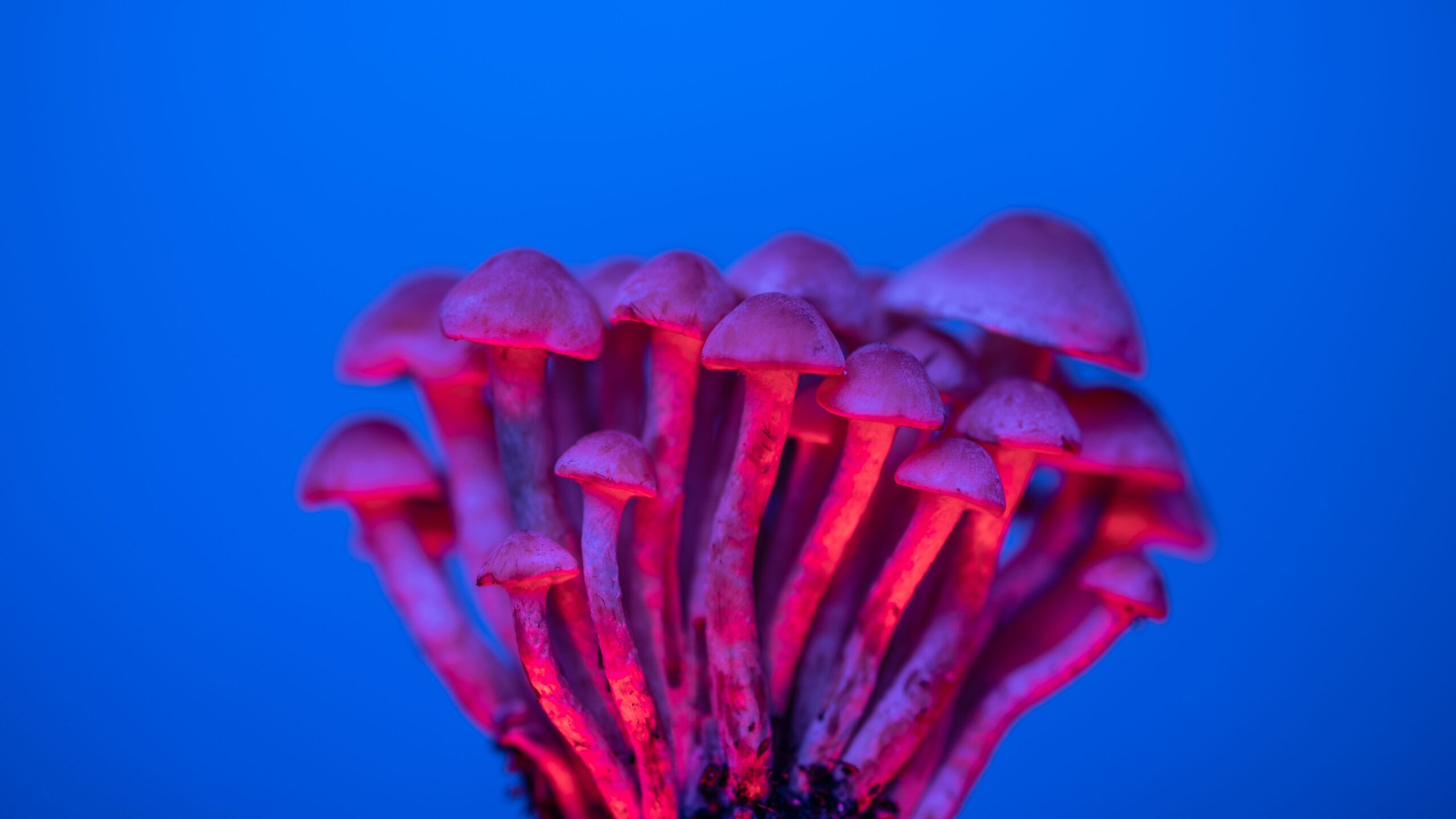 Las Cruces documentary screening puts ‘magic mushroom’ care in the spotlight