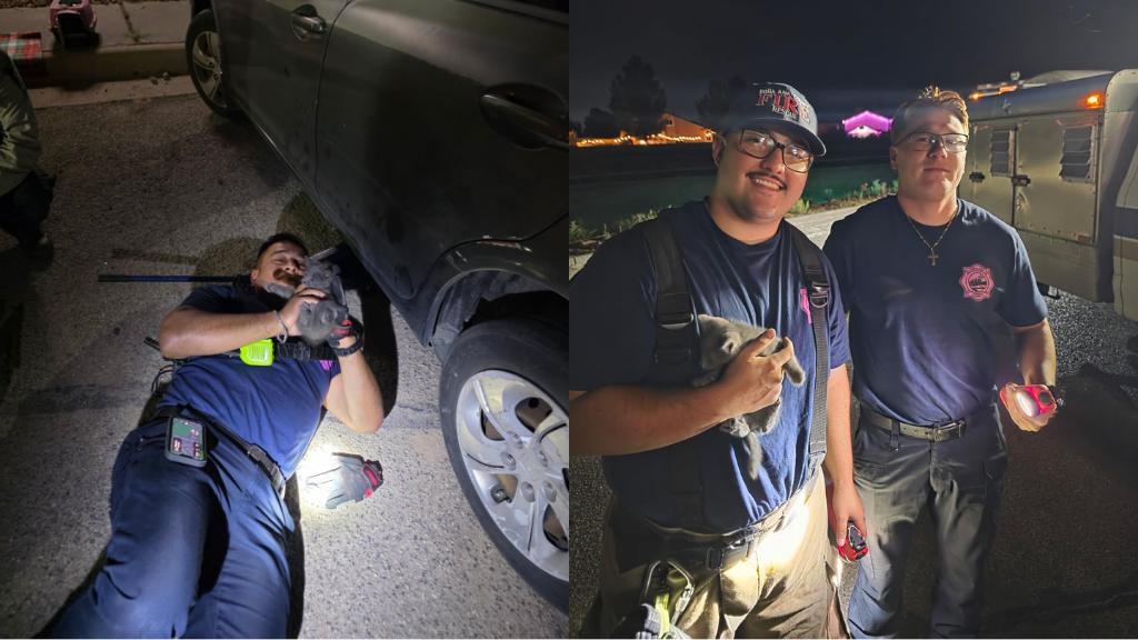 Doña Ana firefighters rescue ‘Kitty the Cat’ from under a car