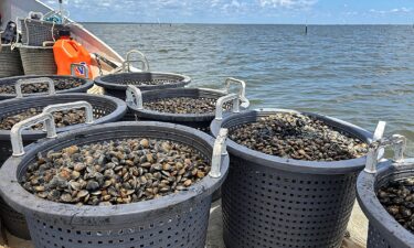 Could shellfish farming fix Florida's algal bloom problem?