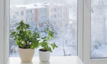 Winter wellness report: Can houseplants help beat the winter blues?