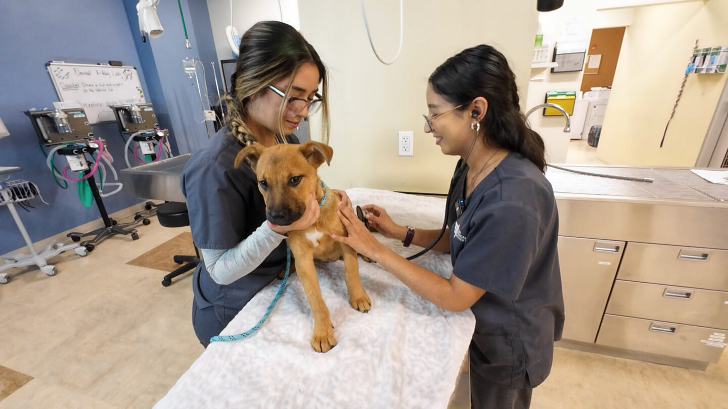 Pima Medical Institute students