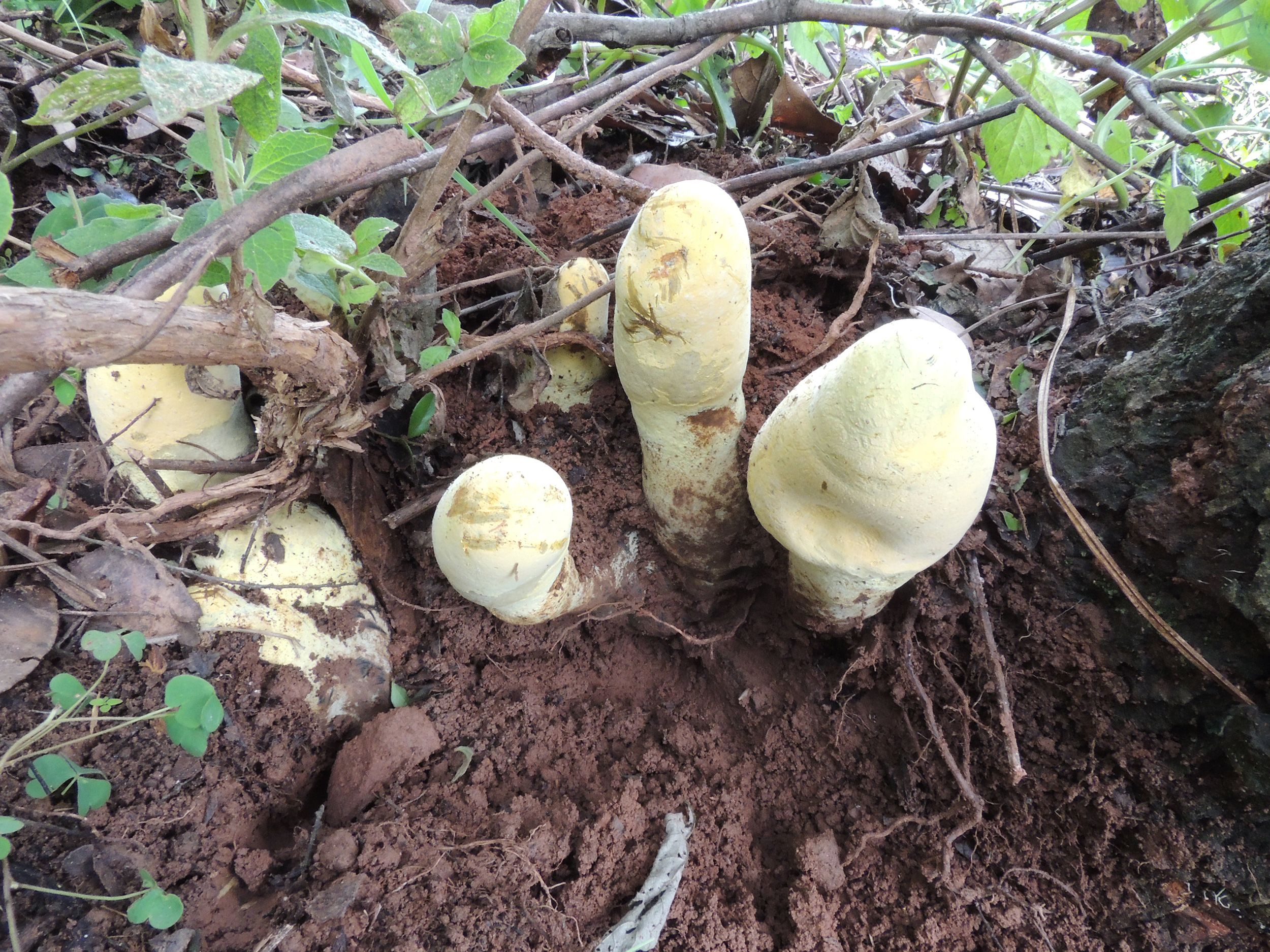 <i>Indunil C. Senanayake via CNN Newsource</i><br/>D. rex's fruiting bodies are pale yellow at first but gradually darken as the fungus matures.